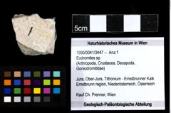 Foto (Objekt + Etiketten) von Eodromites sp. 